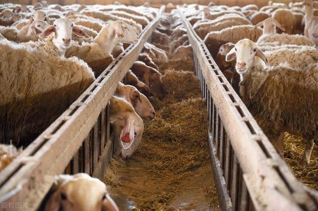 牛价暴跌，羊价变稳，坚持还是转行?--2023年后的牛羊养殖思考
