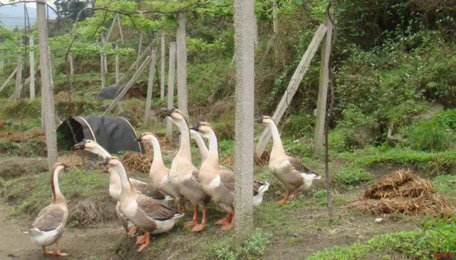 果园里养鸡鸭鹅，到底有什么好处？有果农说果园养殖也是有弊端的