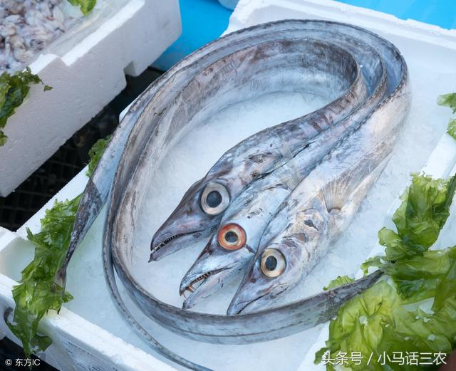 我们常吃的带鱼是人工养殖的？这篇文章带你找寻答案