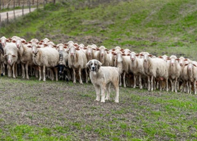牛价暴跌，羊价变稳，坚持还是转行?--2023年后的牛羊养殖思考
