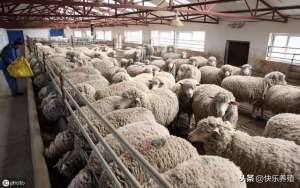 关于羊的养殖(有关养羊的一些常识，掌握了你也能养好羊)