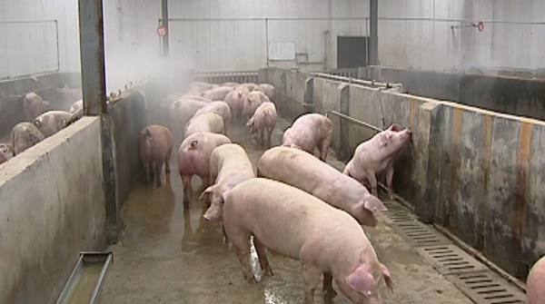郓城：母猪养殖基地，联动民生，牵动振兴