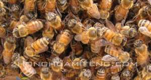大黑蜂养殖蜂王(东北黑蜂强群高产饲养技术要点：梁志杰，侯宪刚)