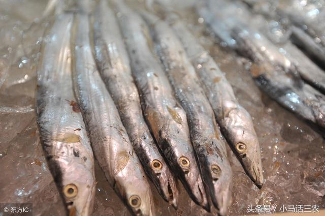 我们常吃的带鱼是人工养殖的？这篇文章带你找寻答案