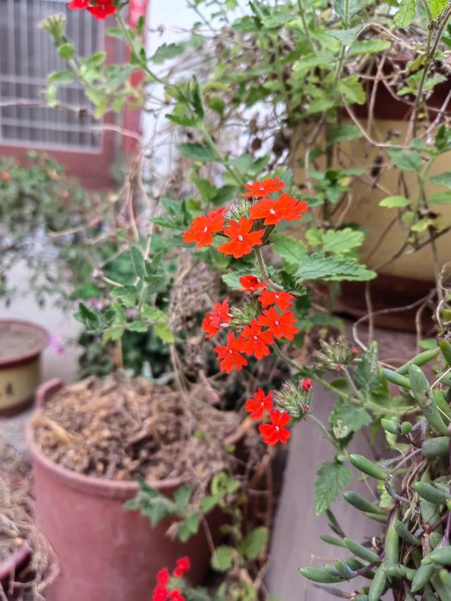 “草花皇后”美女樱,一种高颜值又好养的植物,认识吗?