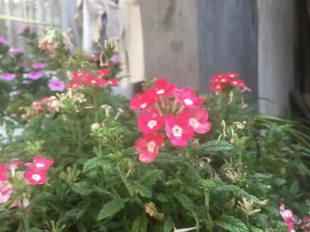 “草花皇后”美女樱,一种高颜值又好养的植物,认识吗?