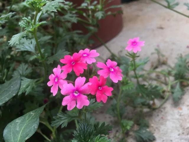 “草花皇后”美女樱,一种高颜值又好养的植物,认识吗?