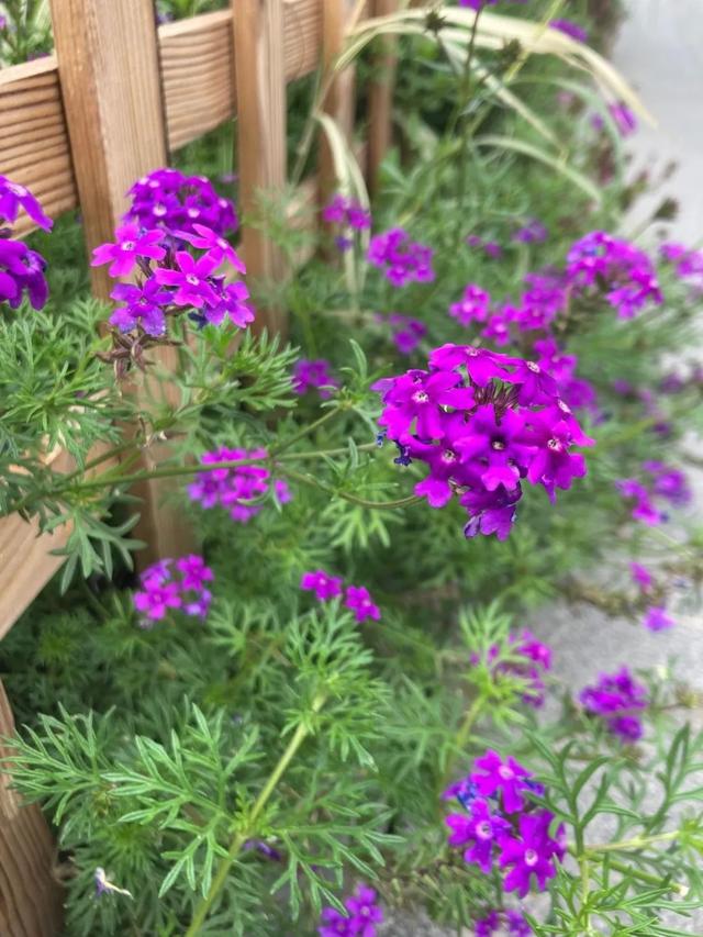 “草花皇后”美女樱,一种高颜值又好养的植物,认识吗?