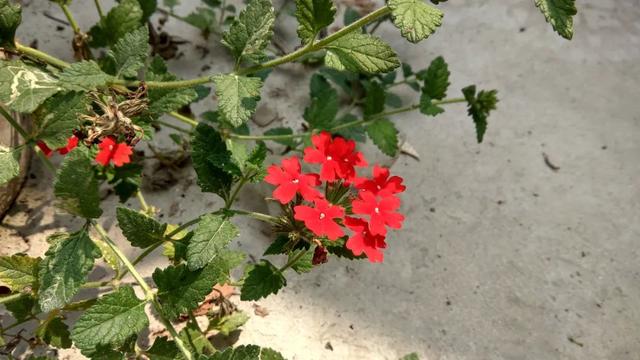 “草花皇后”美女樱,一种高颜值又好养的植物,认识吗?