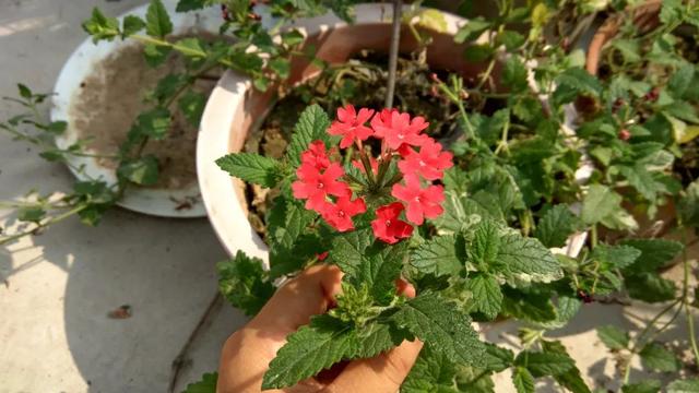 “草花皇后”美女樱,一种高颜值又好养的植物,认识吗?