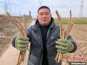 （新春走基层）江苏大丰：辣根飘香海外 “辣”动富民增收