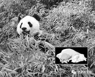 两千多年前的这个女人陪葬了一整个动物园，连大熊猫都在其中