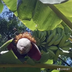 老照片再现！变态的纳粹德国，脱光犹太人女人衣服，集体屠杀