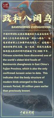 文明的坐标丨距今1.5亿年!“政和八闽鸟”改写鸟类演化历史