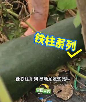 抱冬瓜睡觉能降温？但千万别选错品种