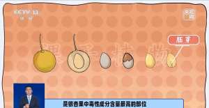 路边这种小果子千万不能捡食 处理不好会中毒